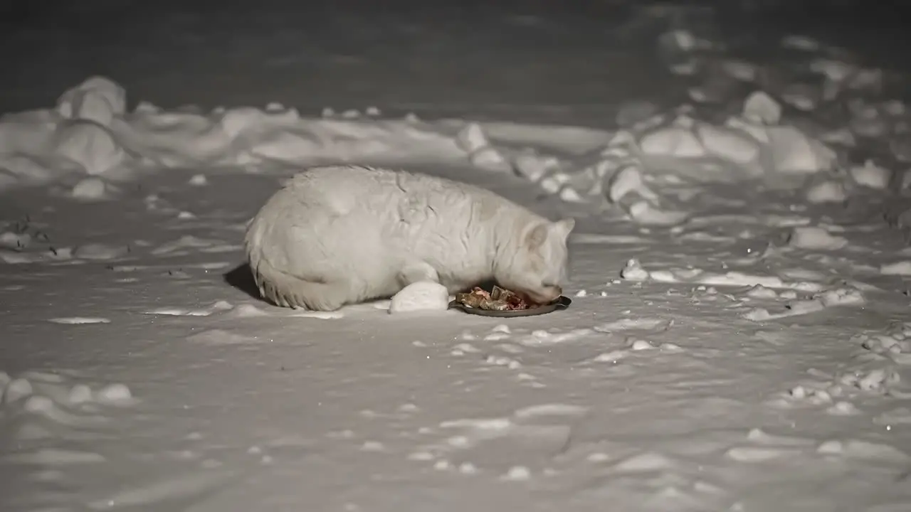 Time lapse shot of wild white cat eating food outdoors on snowy winter day