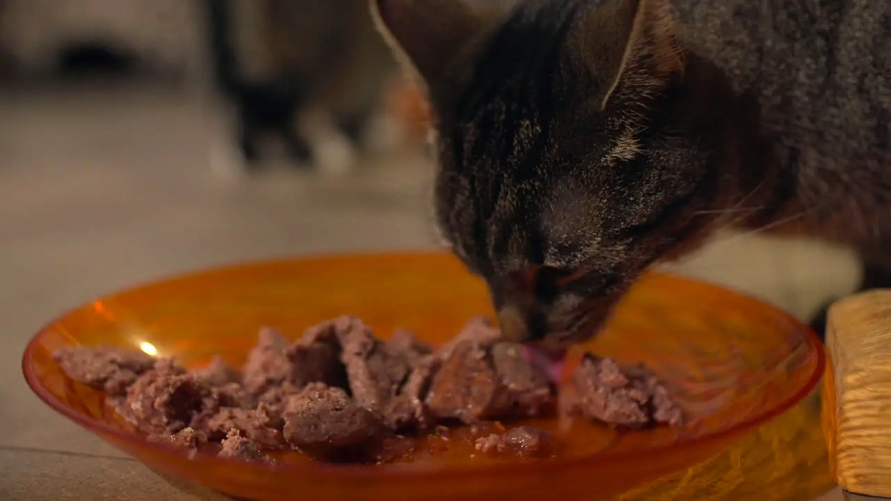 cat eat meat cute