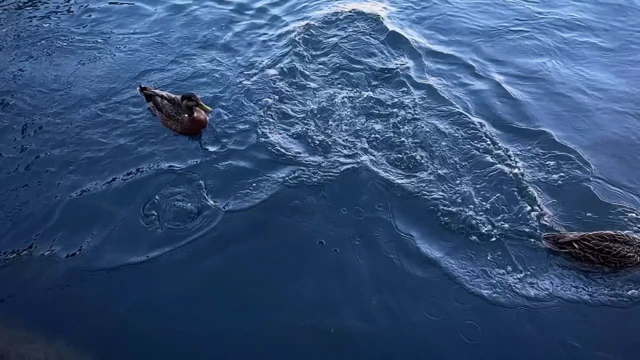 Slow motion of farmed salmon tackling ducks who try to steal their food