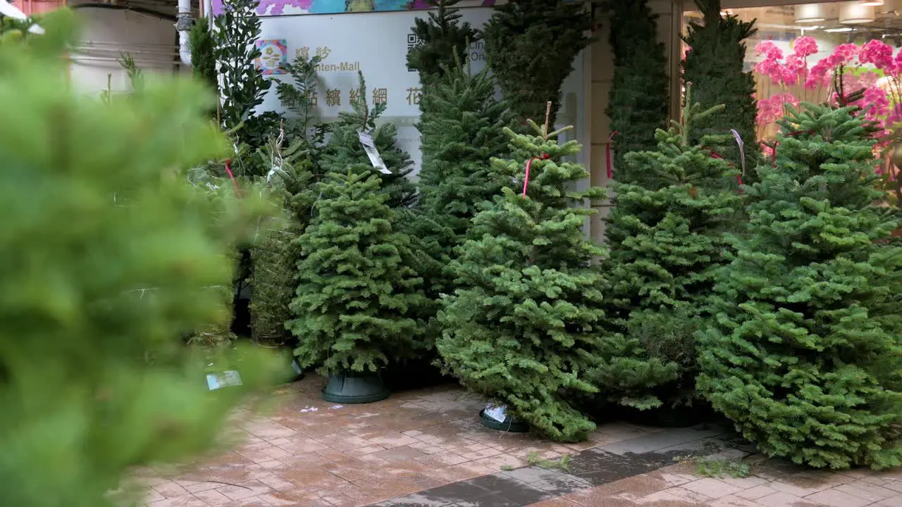 Shoppers and pedestrians walk past a row of Christmas pine trees for home decoration are seen for sale in Hong Kong