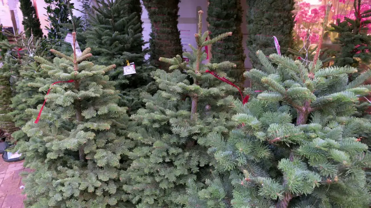 Green Christmas pine trees for home decoration are seen for sale in Hong Kong