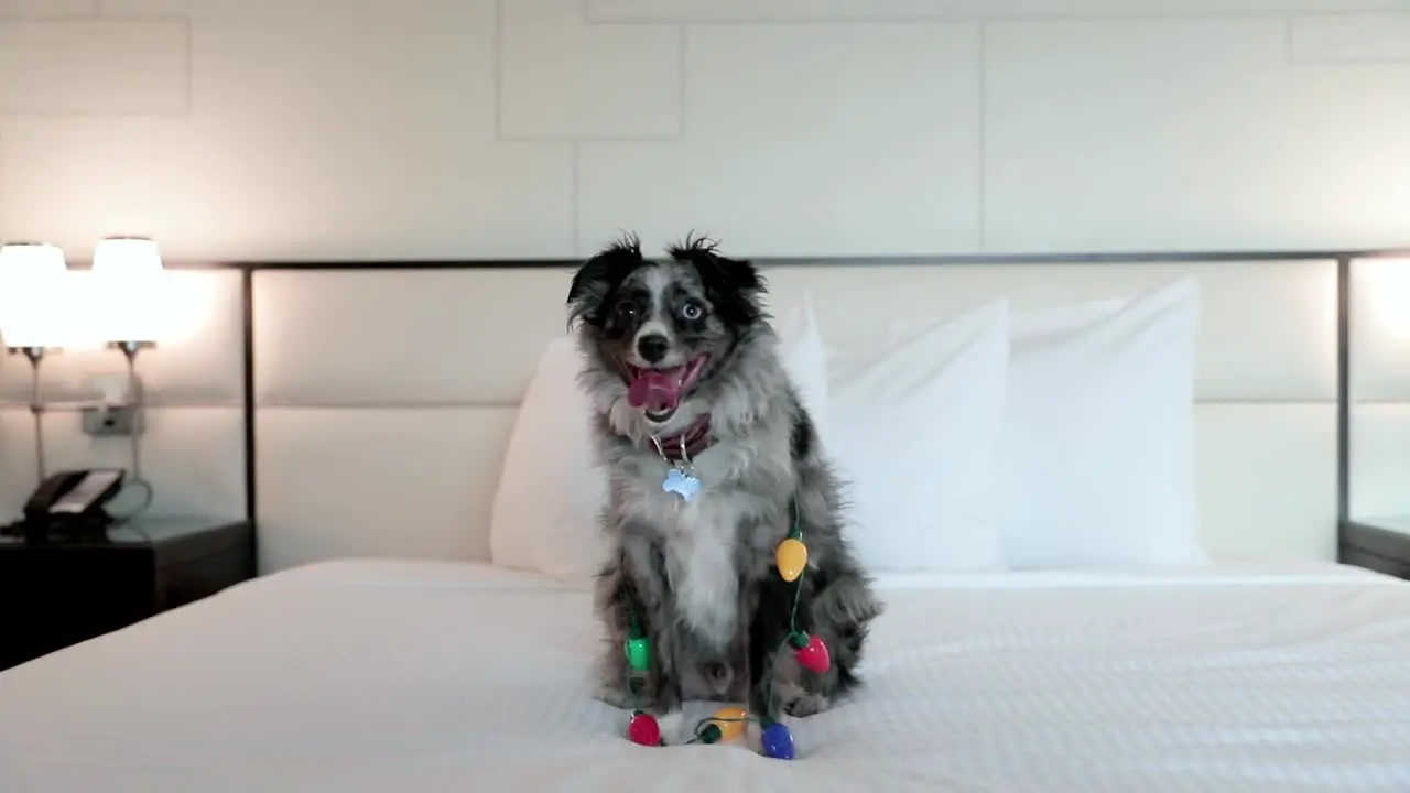 Cute Puppy With Christmas Lights