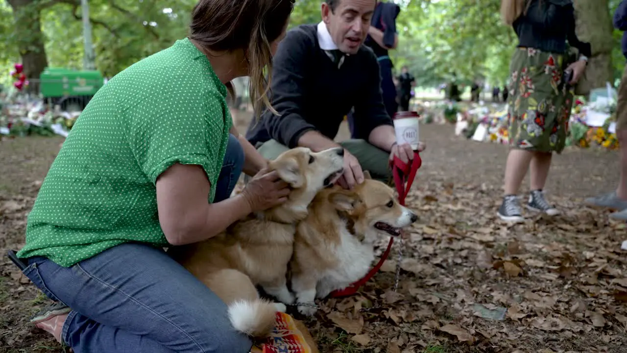 Pair Of Adorable Corgis Being Petted At Floral Tributes For Queen Elizabeth II At Green Park On 12 September 2022