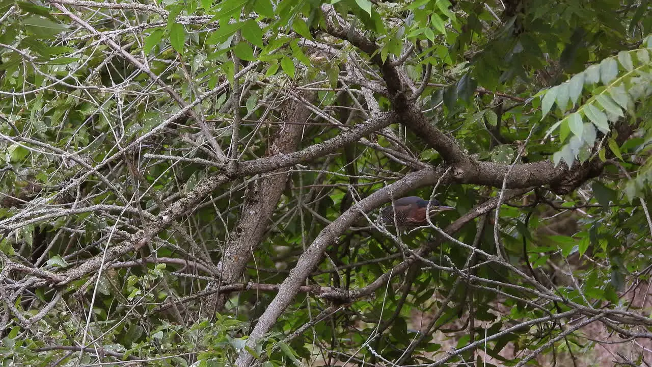 Wide shot of a little green heron walking the branches of the bushes of a swamp in search of food