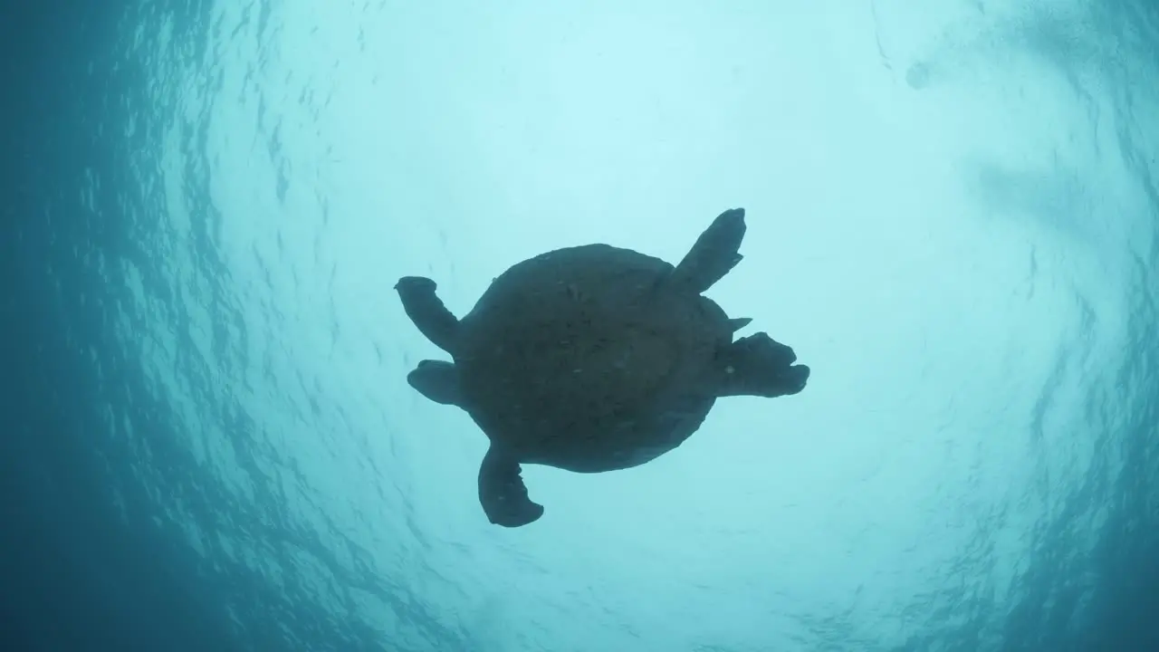 A silhouette of a large sea turtle as it swims towards the blue ocean surface