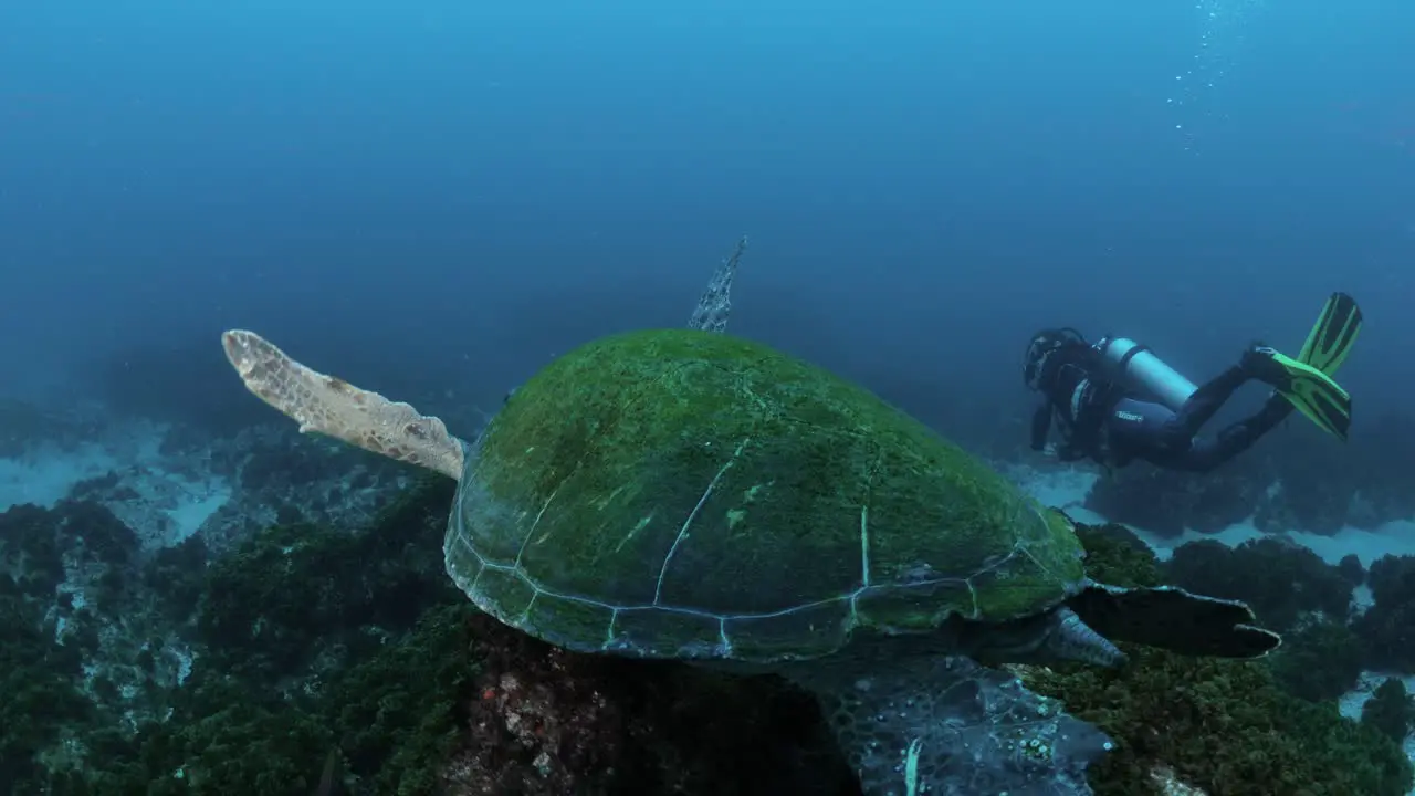 A unique view of a Sea Turtle following a scuba diver as he swims through the ocean currents