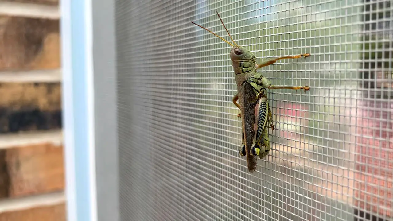 Large green grasshopper on a screen door in the day time