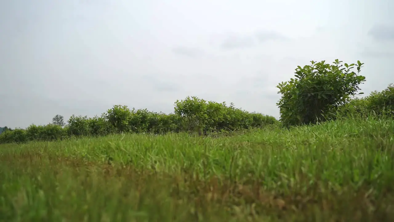 Green field of the grass