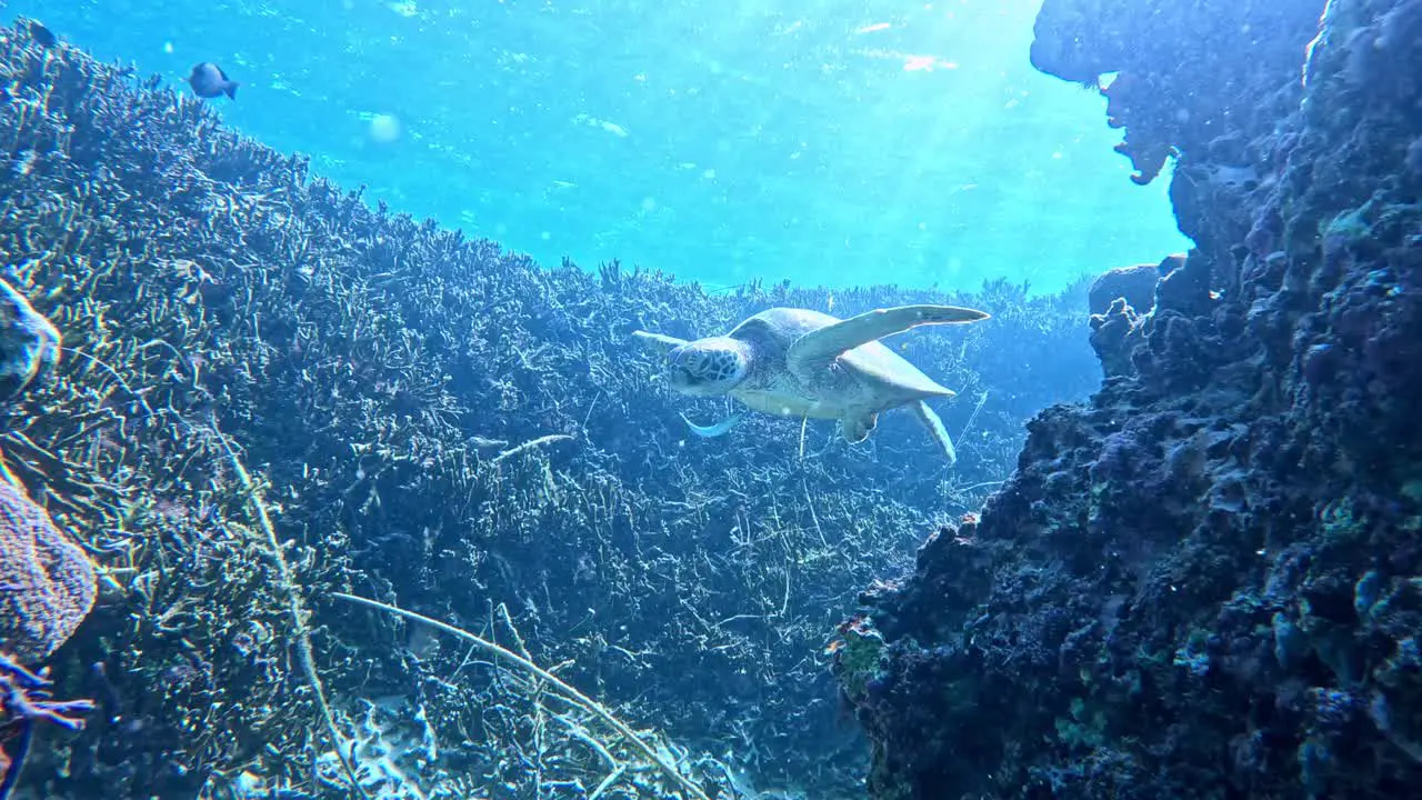 A Green Sea Turtle Swimming Under The Tropical Blue Sea In Between Coral Reef underwater front view