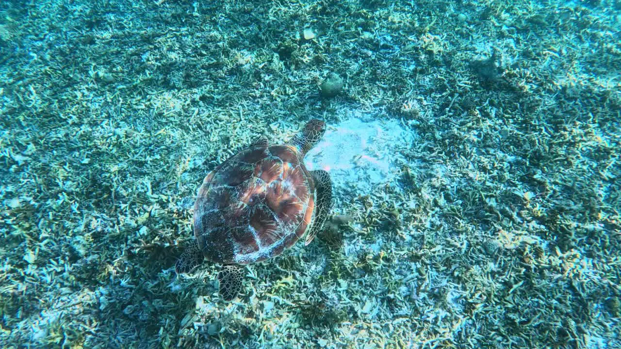 A Birds Eye View Of A Green Sea Turtle Slowly Swimming Under The Tropical Blue Sea