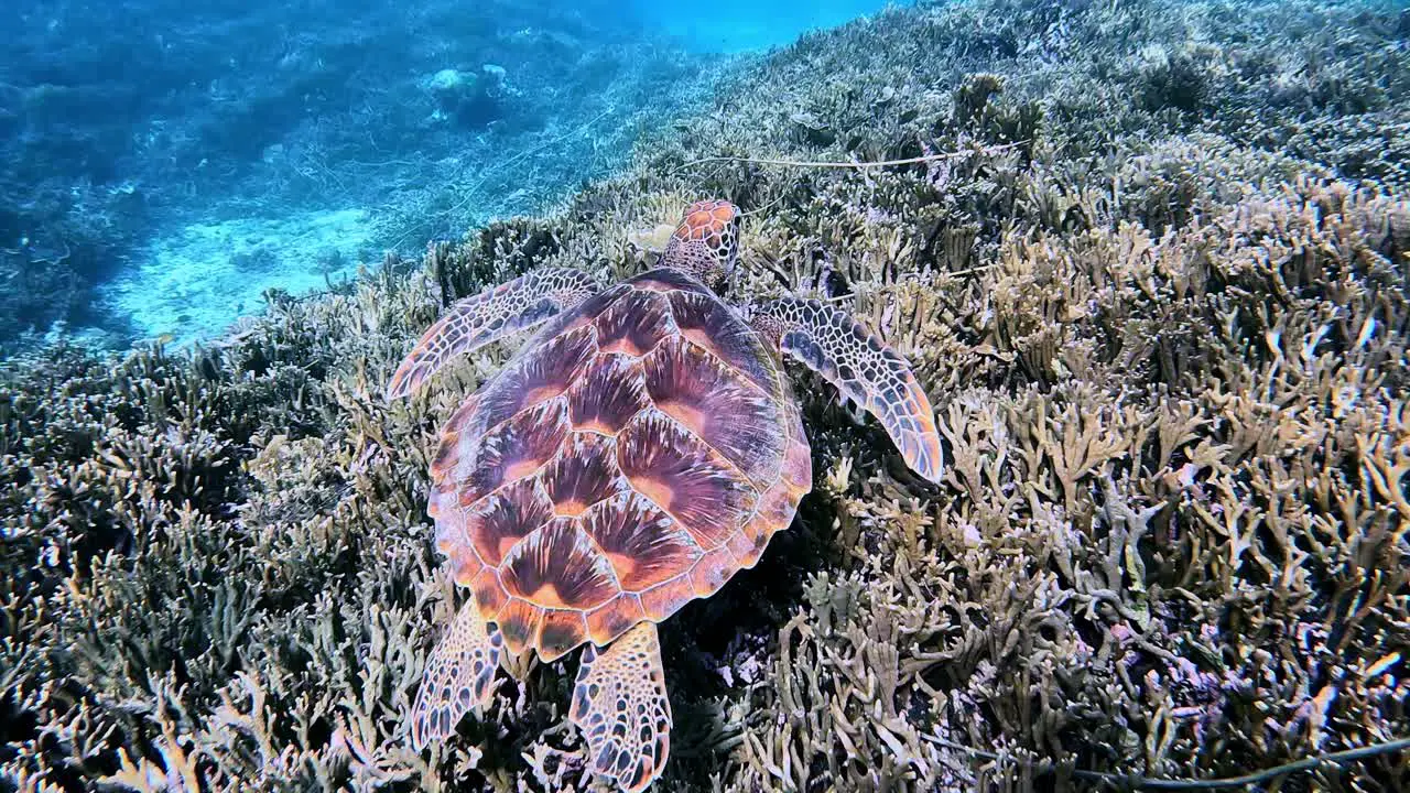 Green Sea Turtle Swimming Over Coral Reef In Miyakojima Japan