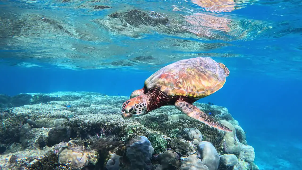 Slow Motion Of Green Sea Turtle Swimming Under The Tropical Blue Sea