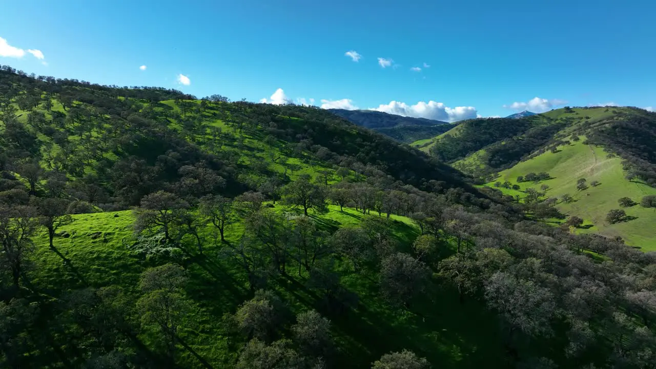 Aerial view sweeping over Oak trees on top of green hills at Round Valley Regional Preserve East Bay Area Brentwood CA