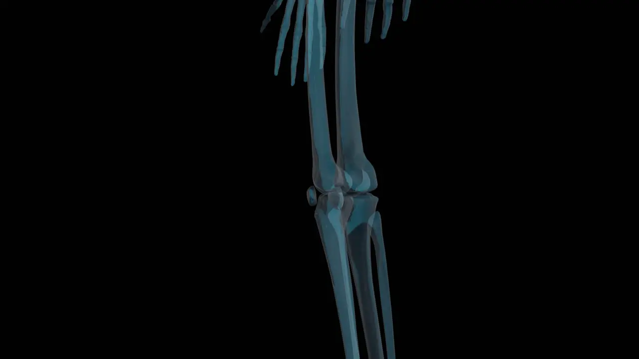 Human Skeleton X-Ray Scan Rotating With Transparent Background