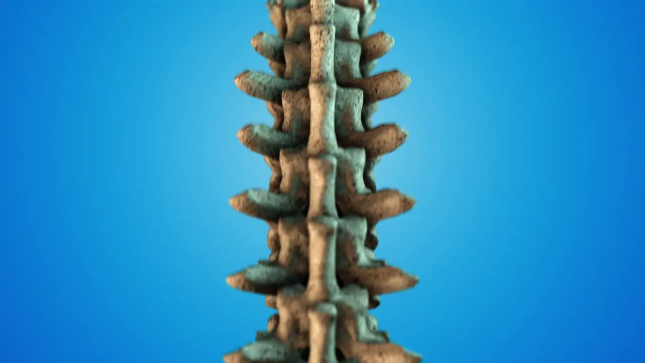 3d rendered medically accurate illustration of the human spine