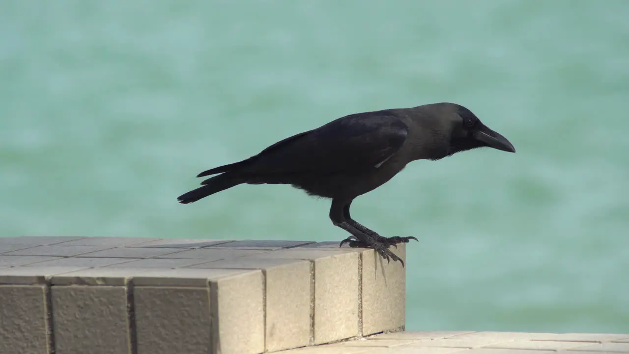 A crow stand at concrete and then fly away