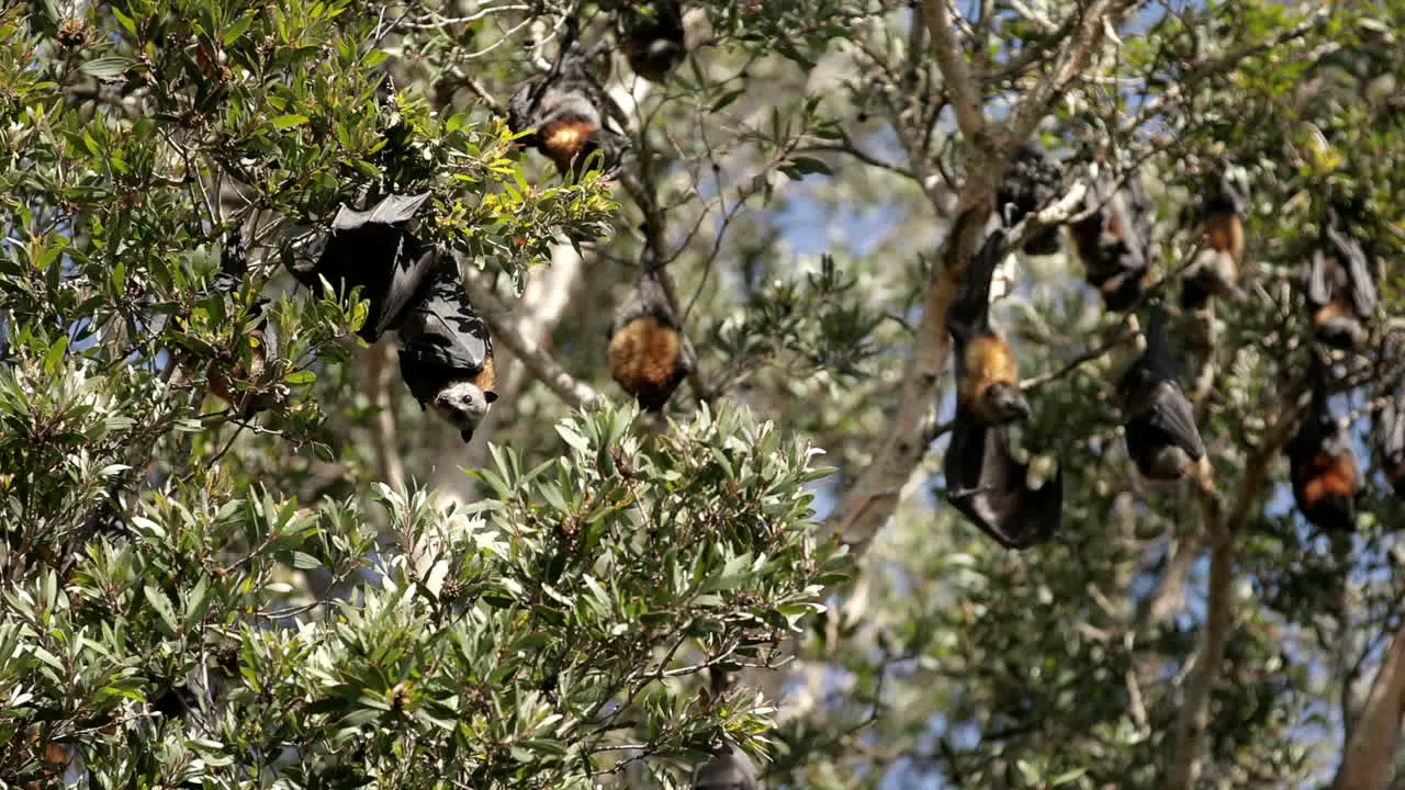 closeup of fruit bat hanging on the tree