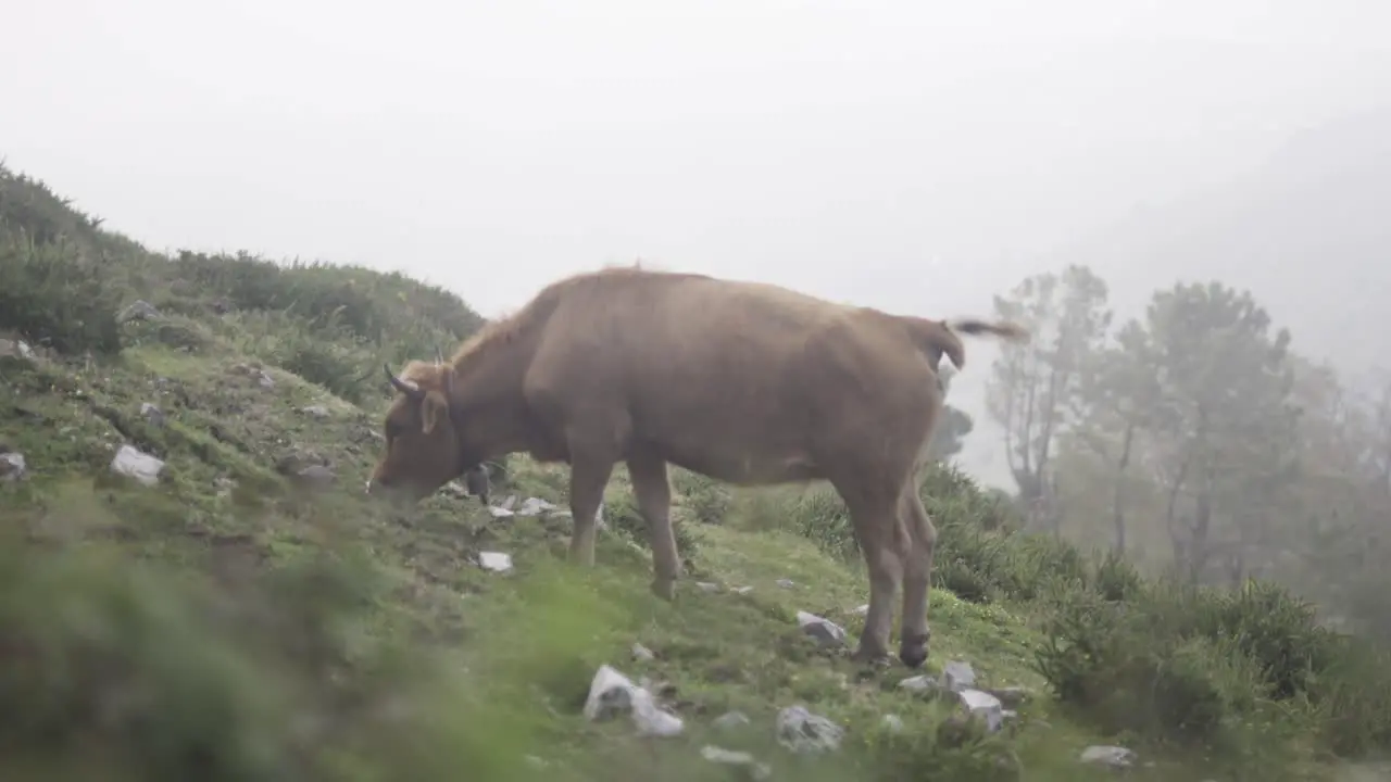 Wild cow feeding in green meadow foggy atmosphere Asturias Spain static shot