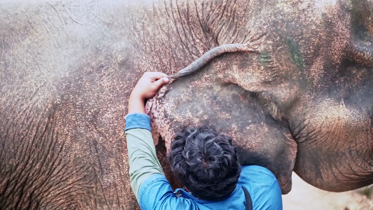 Elephant sanctuary veterinarian checking elephant's ear for parasites