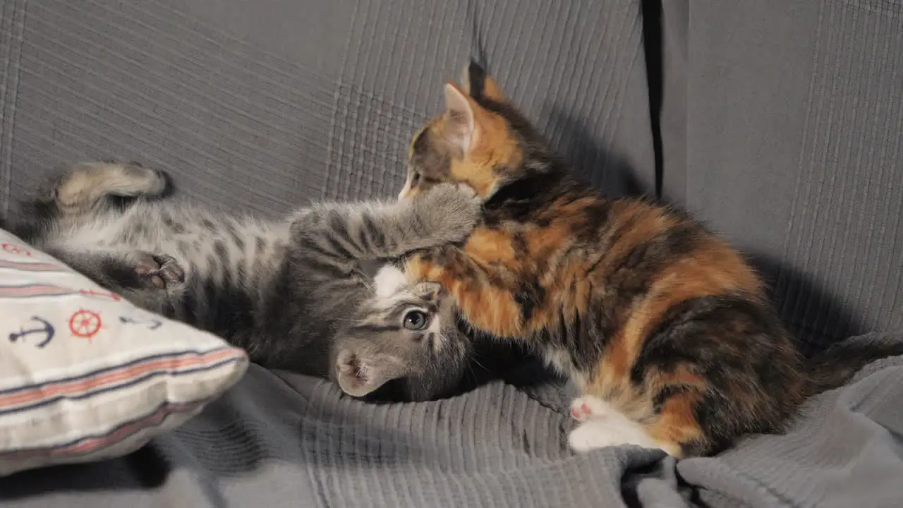 Slow motion shot of kittens playing with each other on a sofa