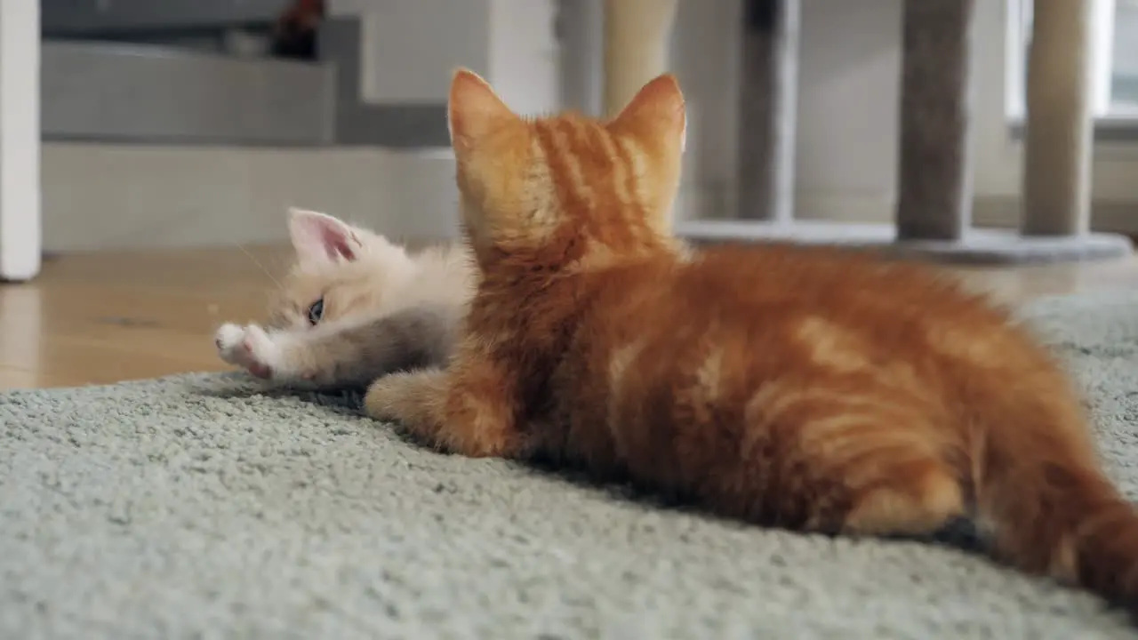 Slow motion shot of kittens relaxing on carpet