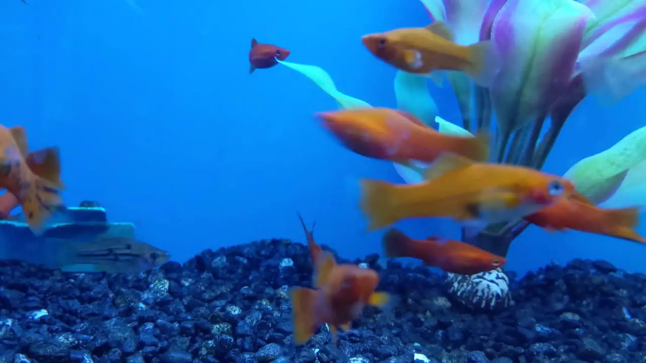 Closeup of goldfish and whitefish swimming across a tank