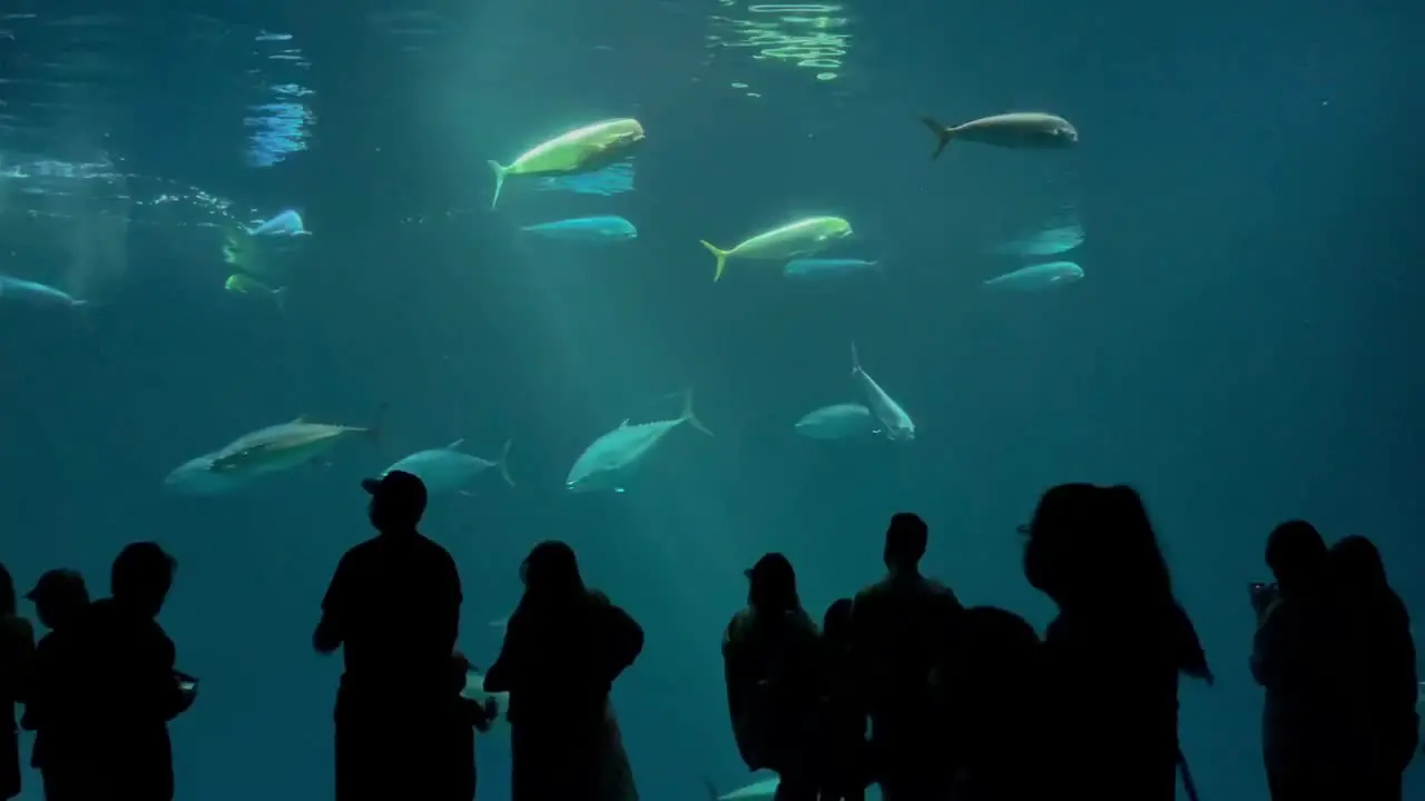 Peak summer tourism begins at the Monterey Bay Aquarium after it's May 2021 re-opening