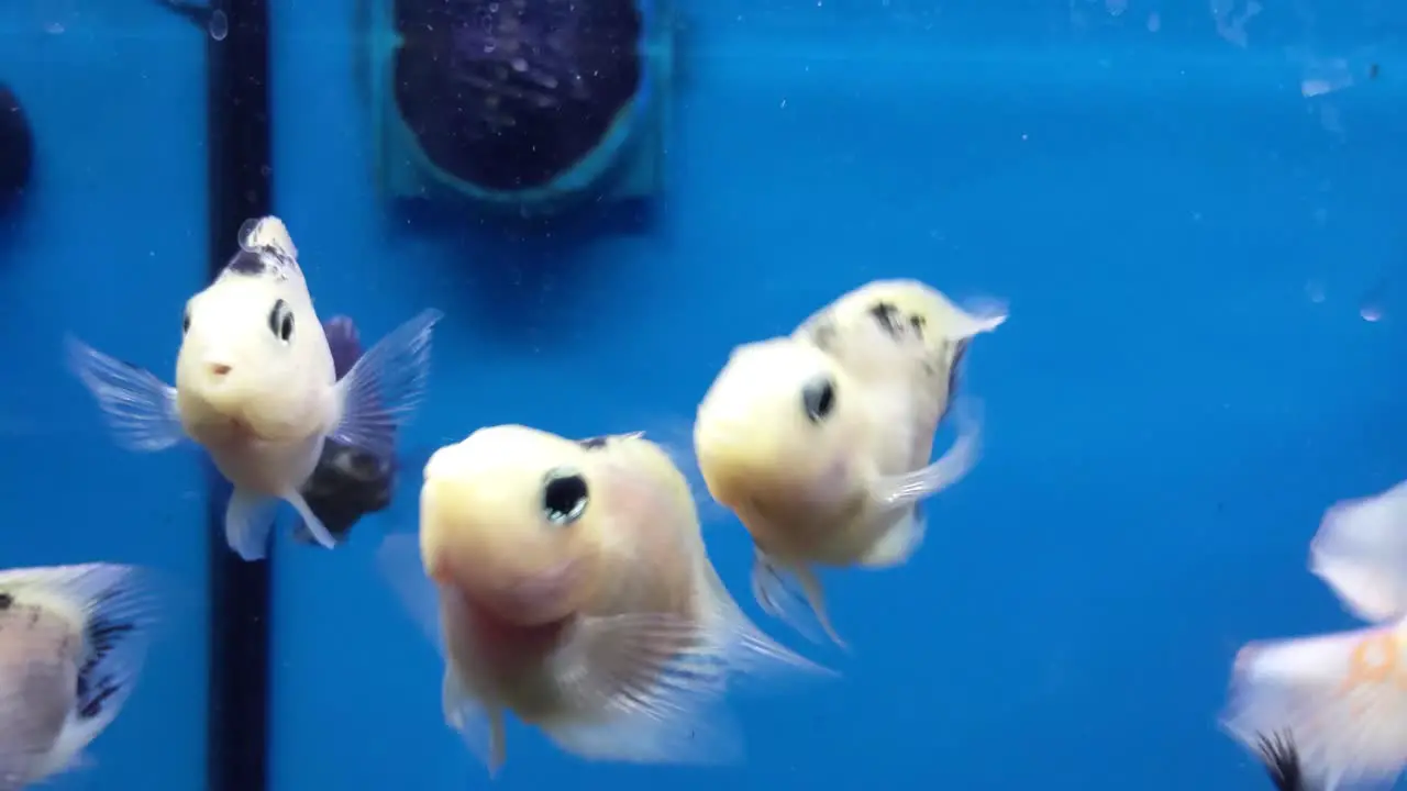 A crowded group of fish gather around the center of the frame