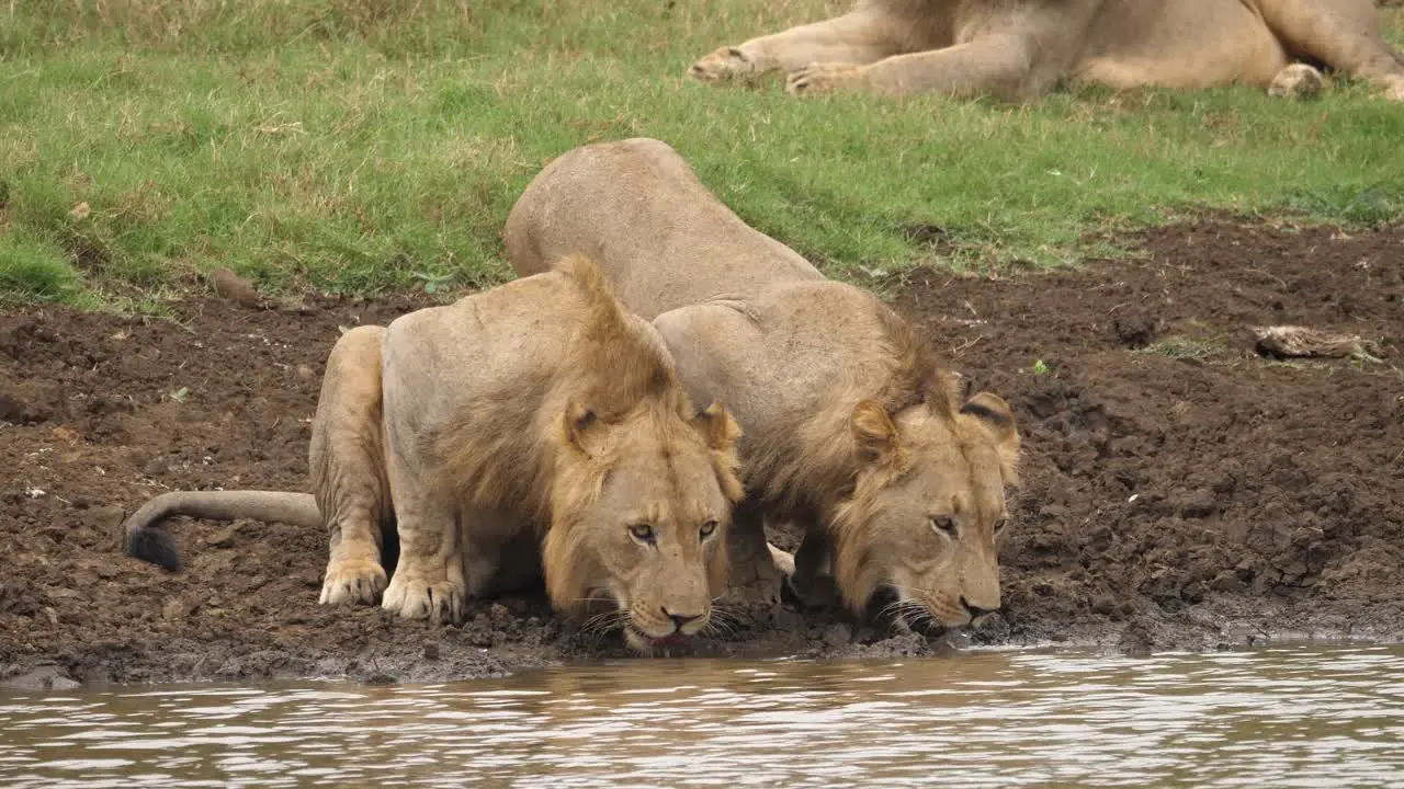 two lions crouched drinking water from the river