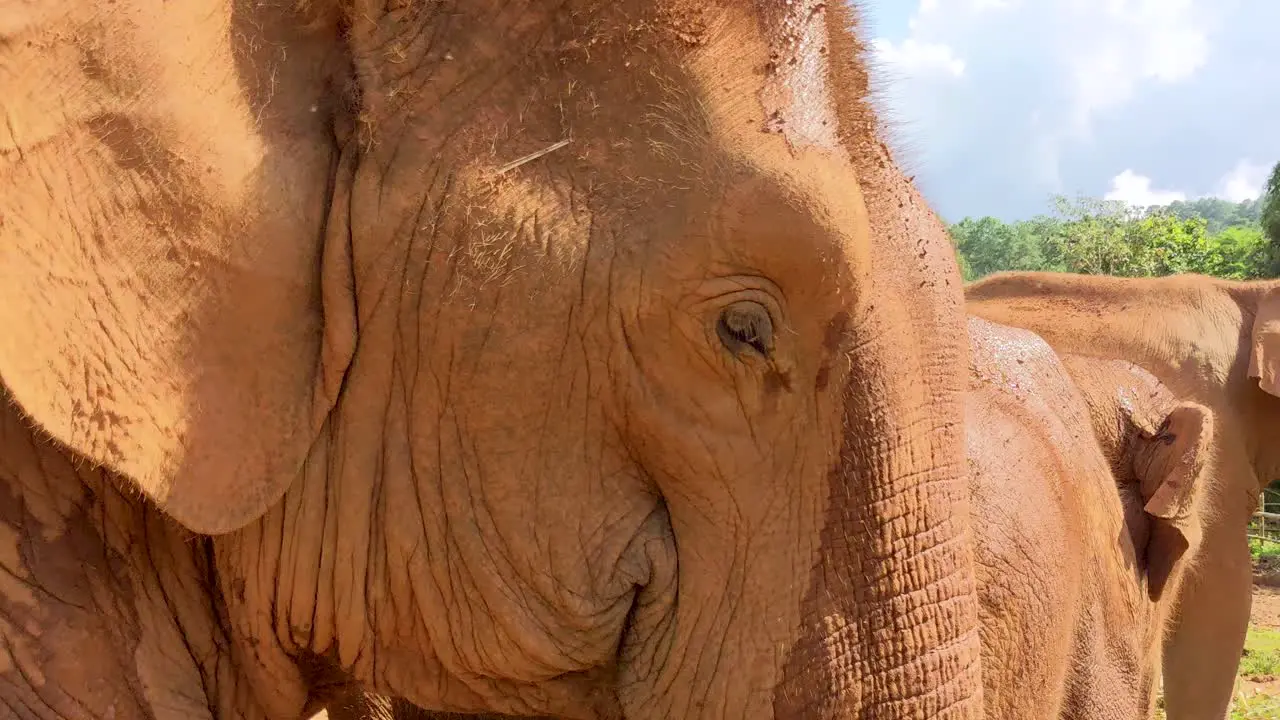 Close-up of an Asian elephant head