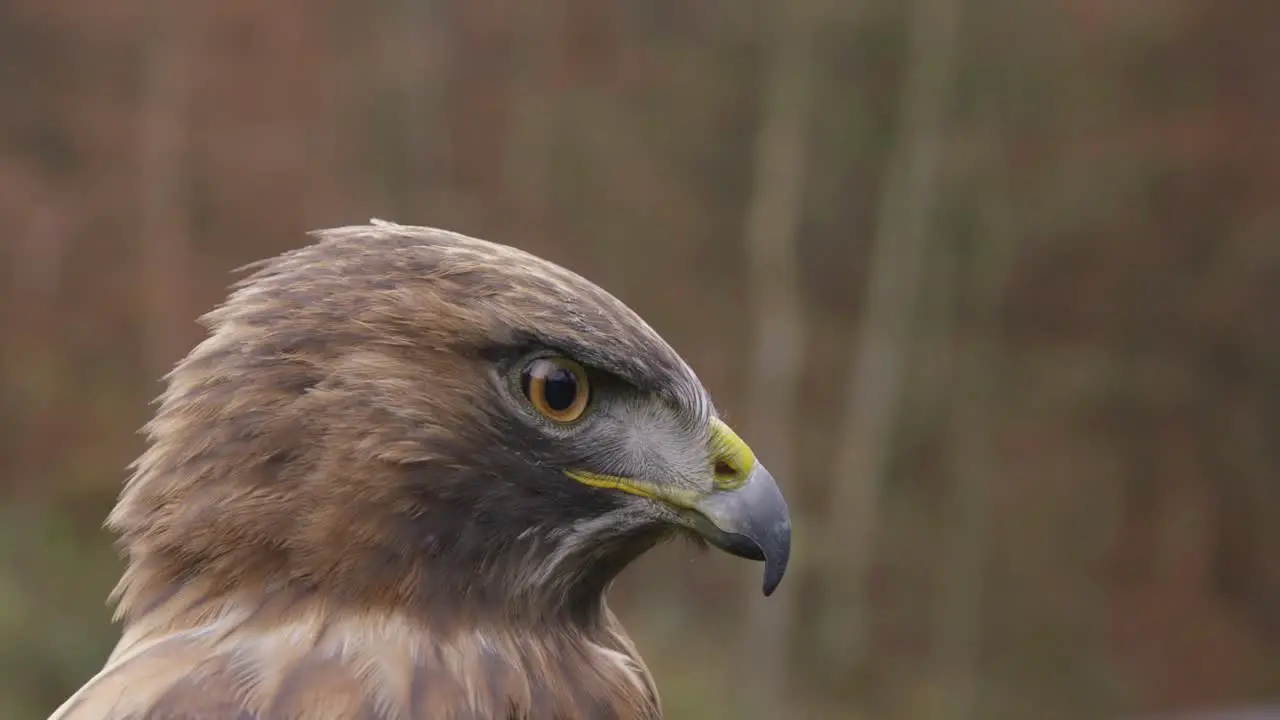 Close up slow motion shot of a falcon with beautiful eyes a beak and brown feathers in nature looking arround 25p