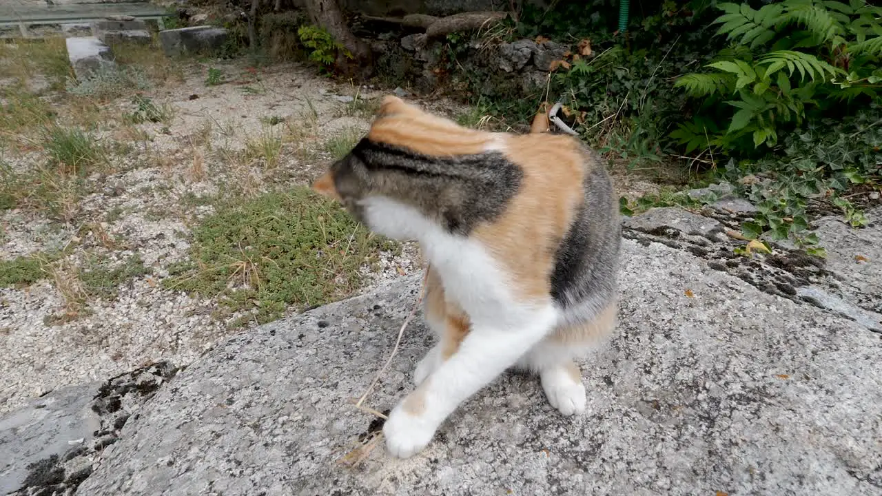 The young kitten is sat on a wall as a lady plays with the cat with a blade of grass and pets the kitten as they interact