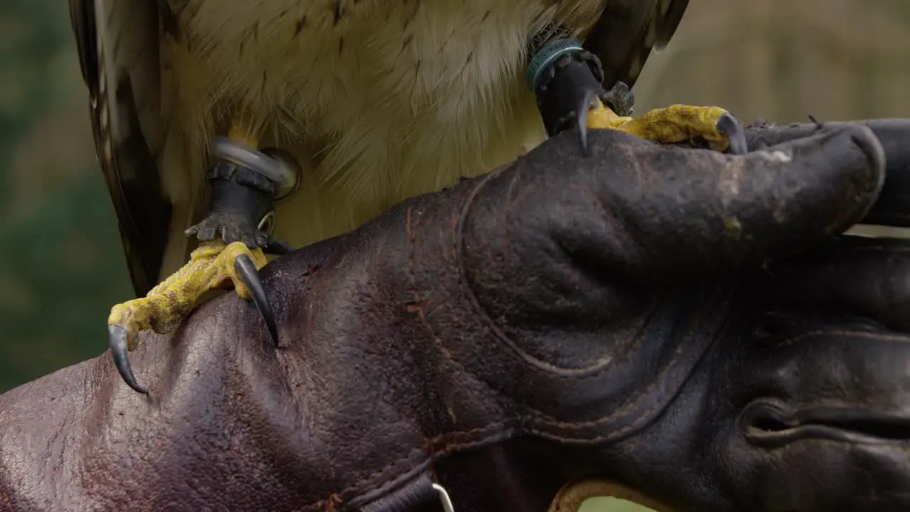 Close up slow motion shot of the crawls of a falcon with brown feathers in nature sitting on a brown leather glove 4K