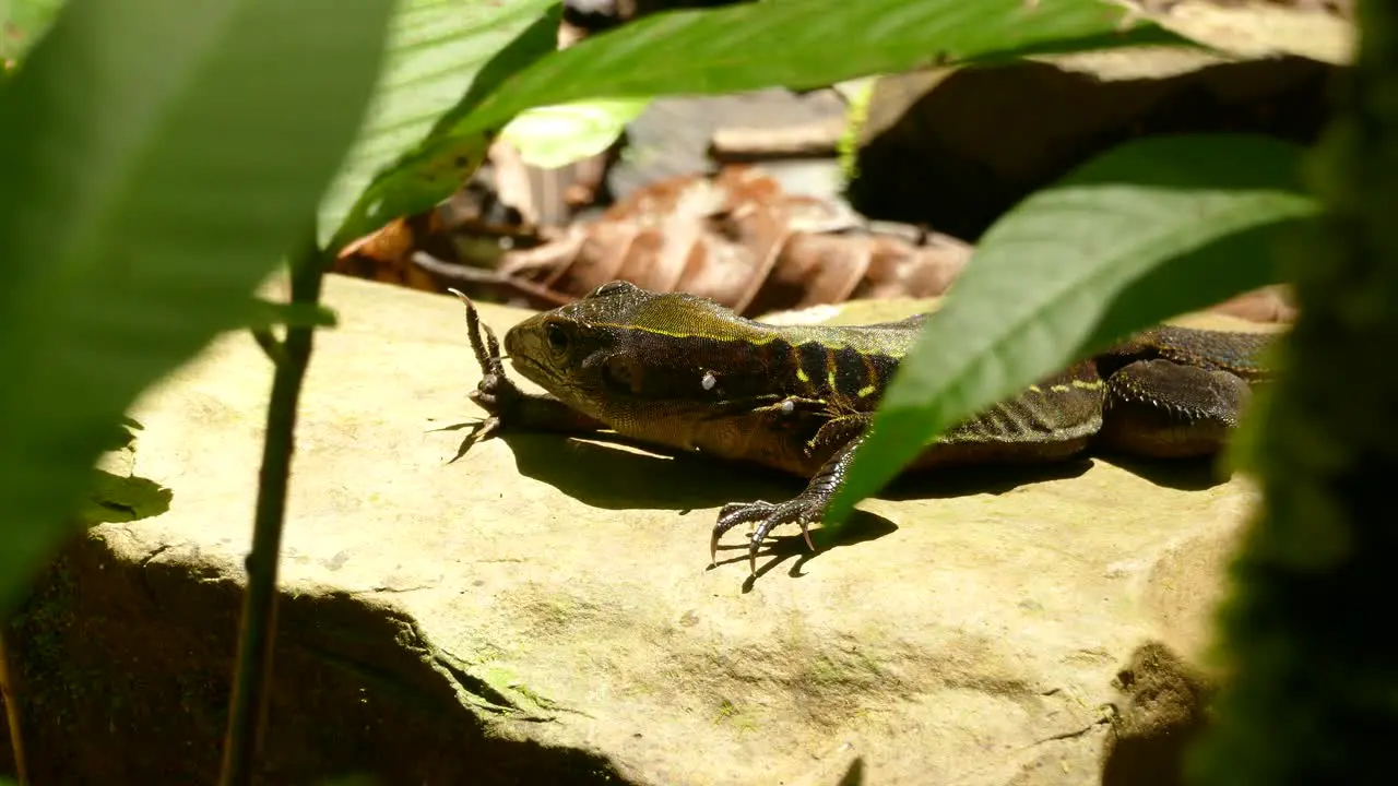 Costa Rica Wildlife