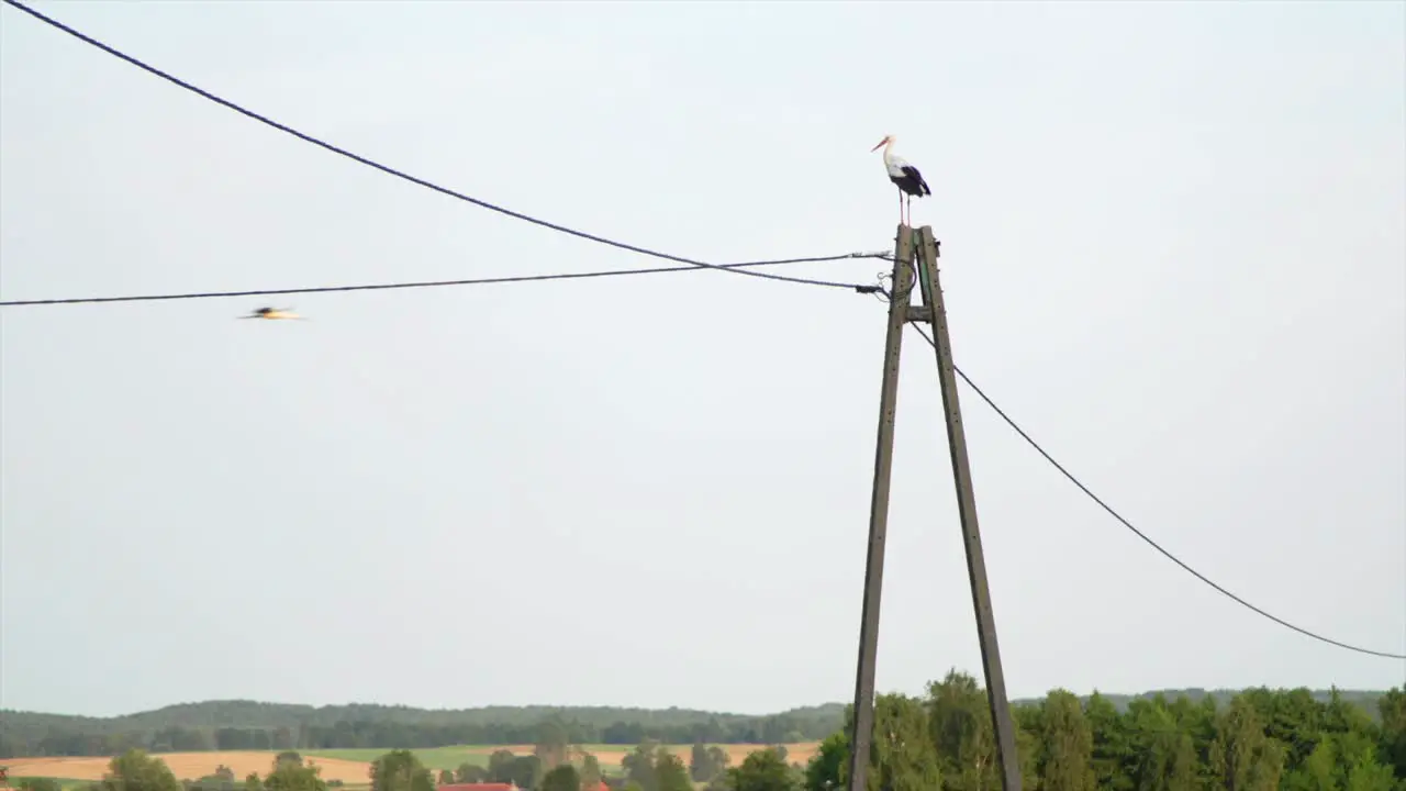 White Stork sitting still