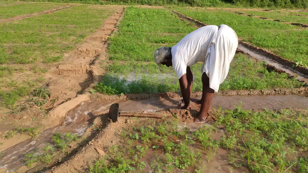 A farmer irrigation to carrot crop by traditional system Jodhpur India