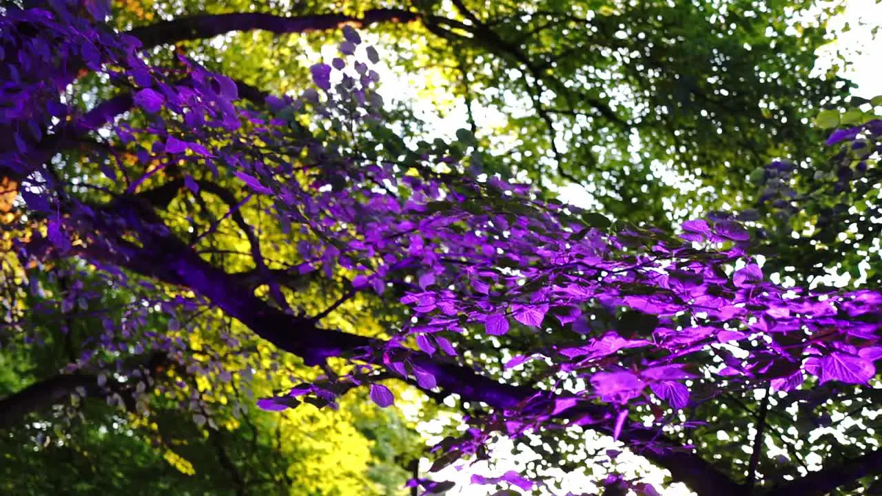 Beautifully illuminated different colored tree leaves during the festival of light in the park