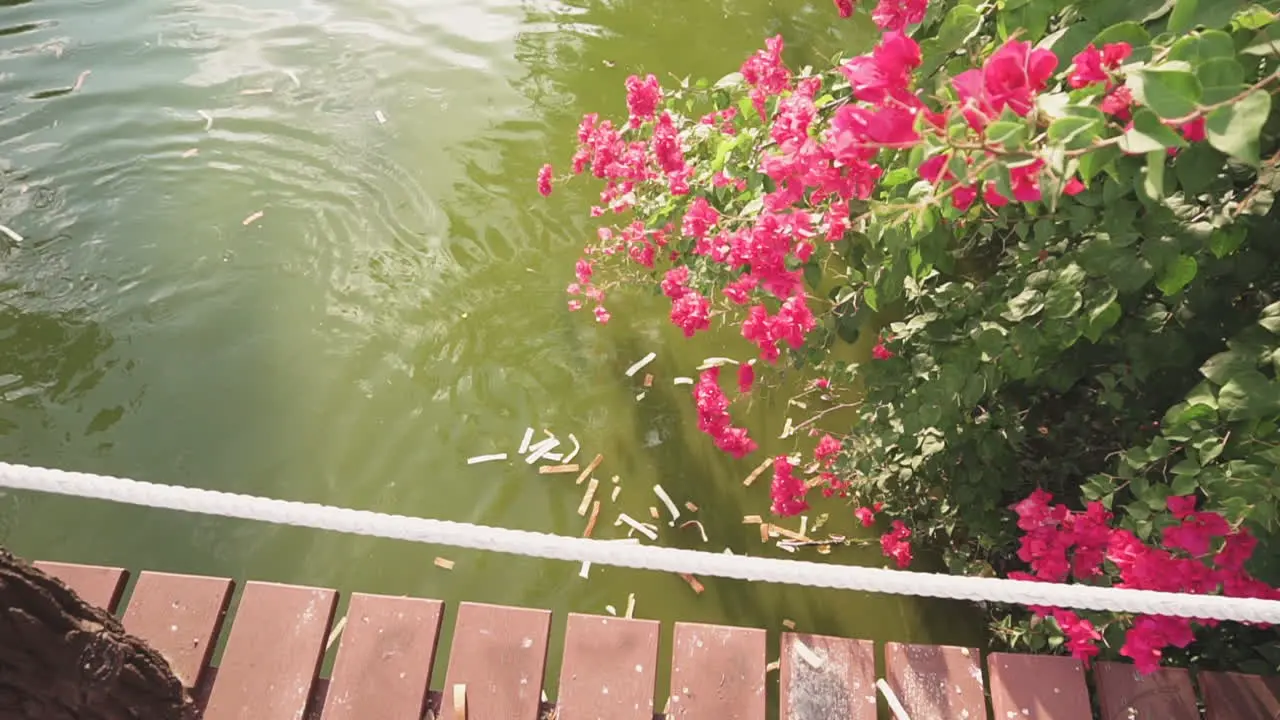 Two year old Asian boy having fun feeding bread to fish in a pond from a wooden bridge on a sunny day