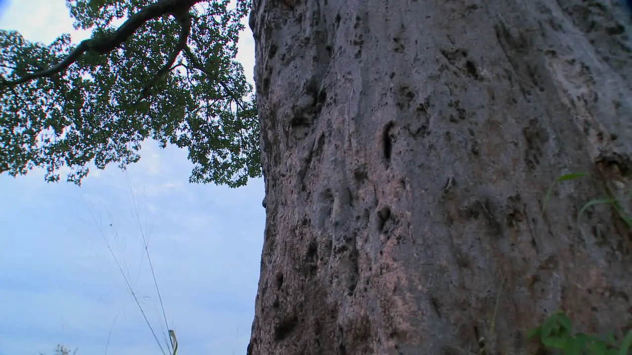 A low angle tilt up to the heights of a majestic baobab tree in Tarangire Tanzania