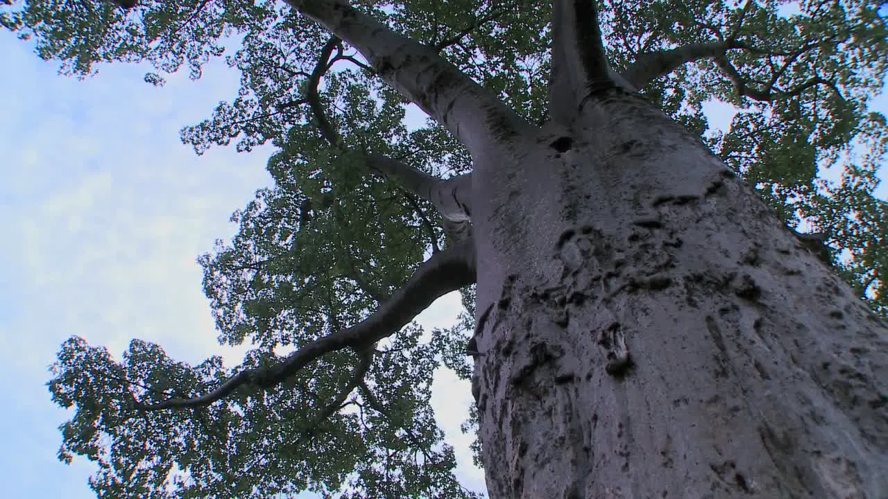 A low angle looking up into a majestic baobab tree in Tarangire National park Tanzania