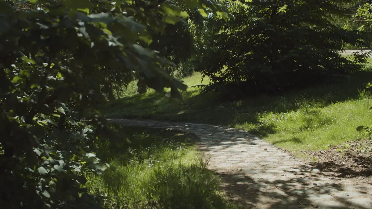 Pathway in park on a sunny day