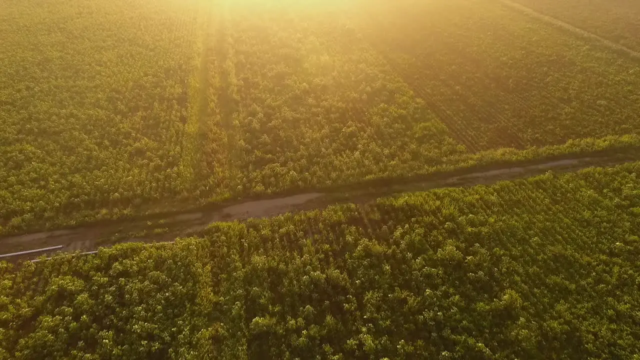 Dawning on crops in Mexico