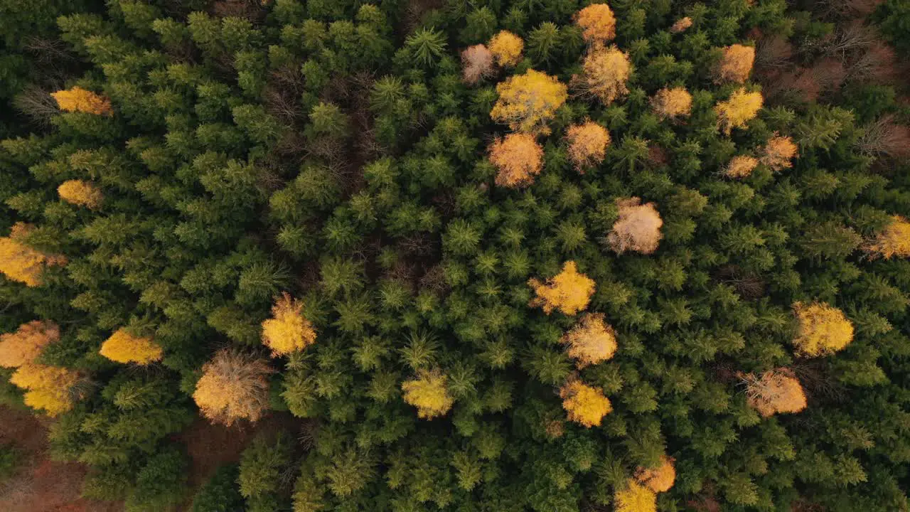 Drone top down view of an autumn pine forest