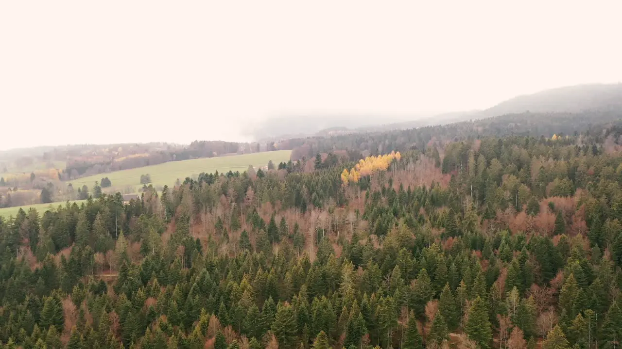 Drone fly over of a Misty Autumn forest in the Jura mountains in Switzerland