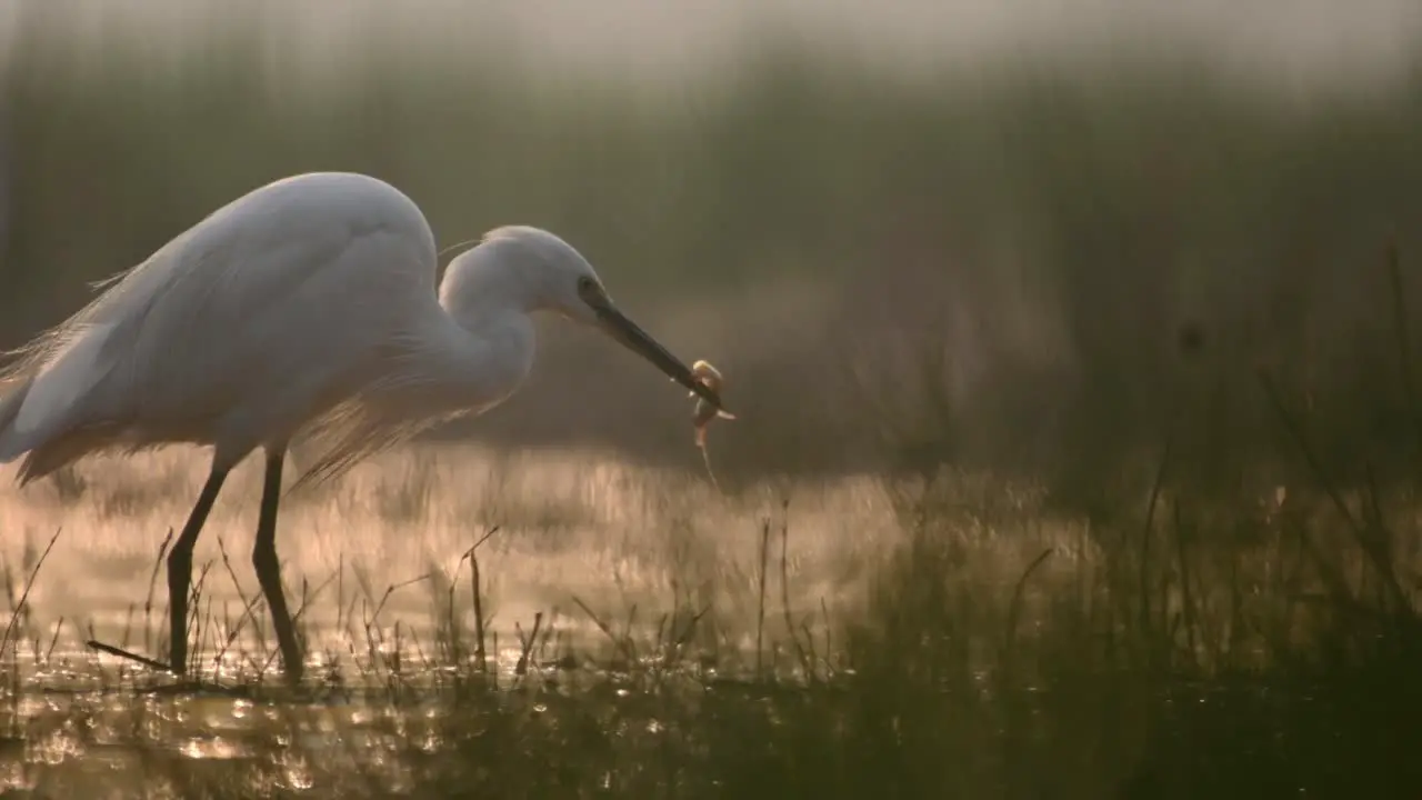 Little Egret Fishing in Sunrise of Winter