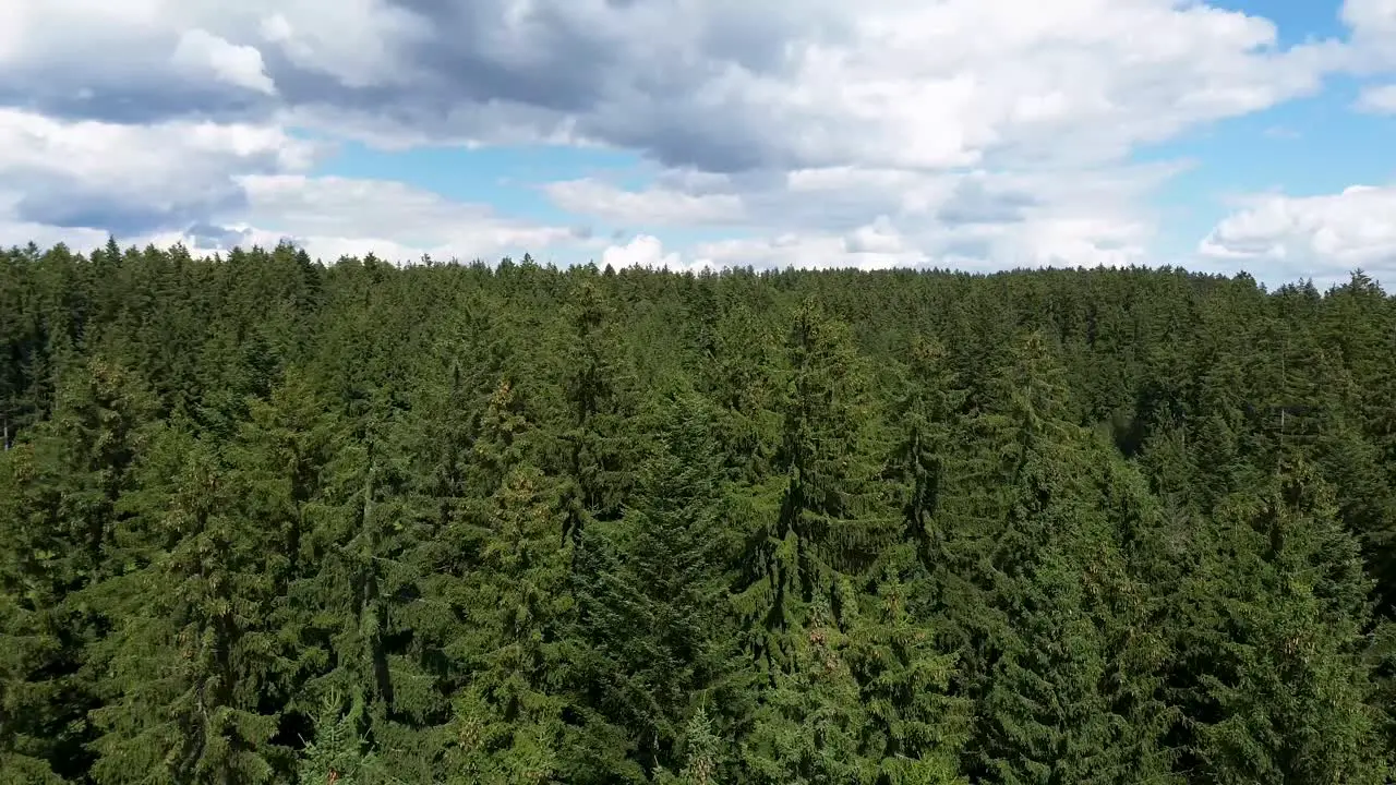 flying past the treetops in a big green forest