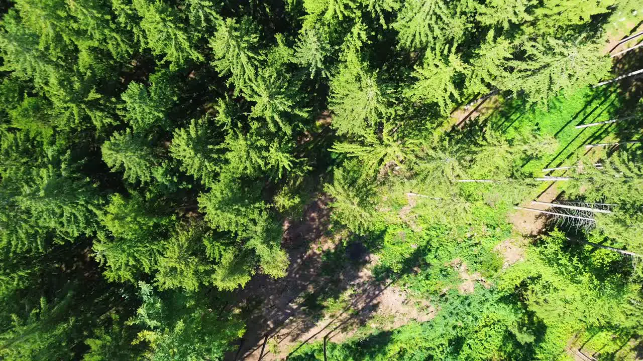 drone shot from above on the forest that is directly below the drone with glade