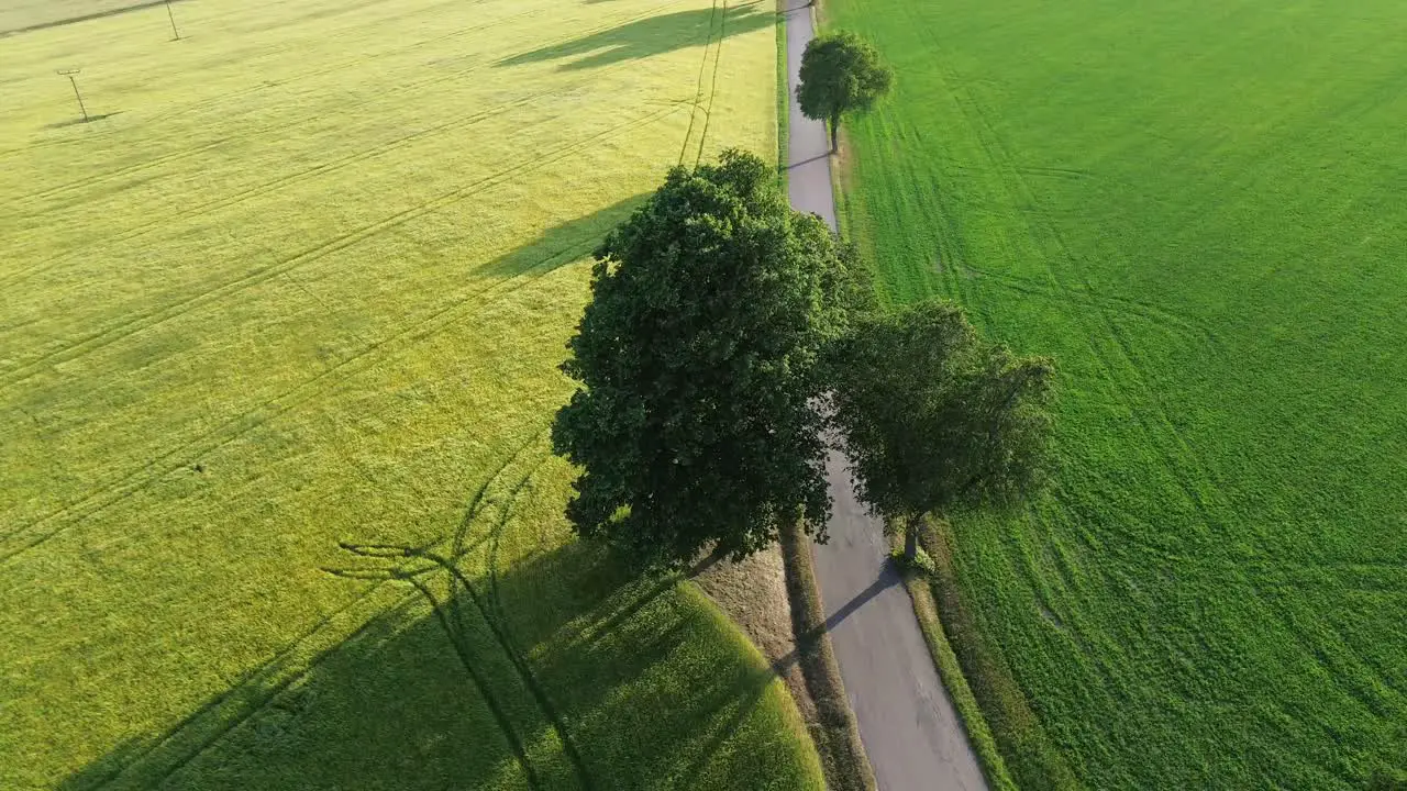 view rotating around big tree standing between two fields on countryside with forest background