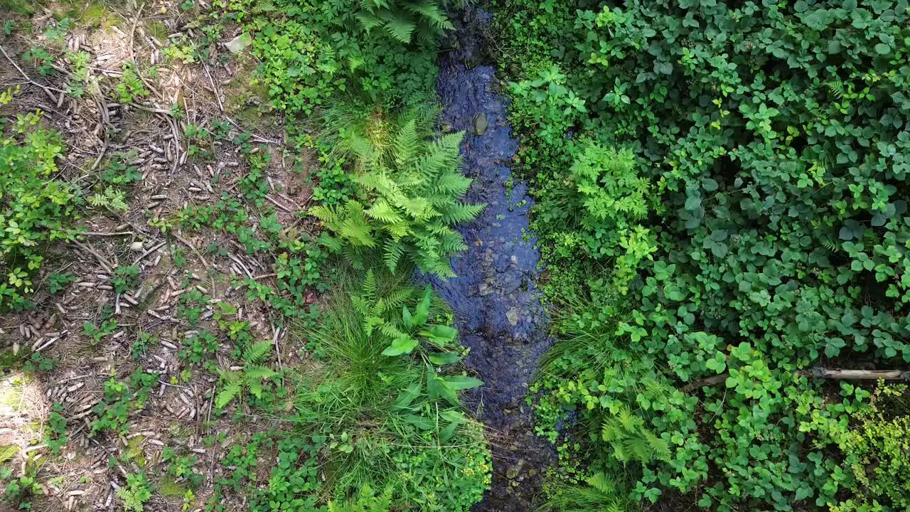 a view of a forest stream with the camera moving upwards