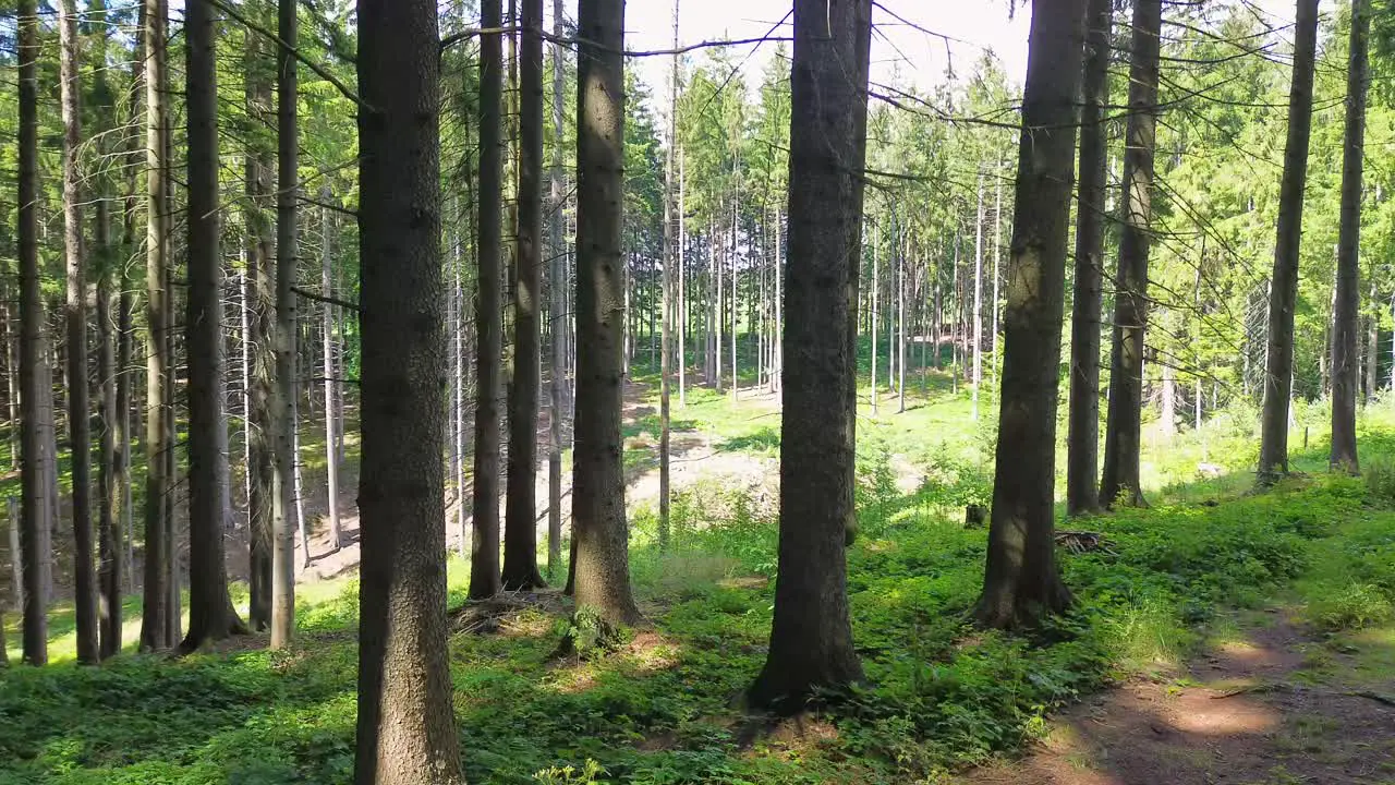 a flight between individual spruce trees and then through a forest glade to the other side of a large green forest